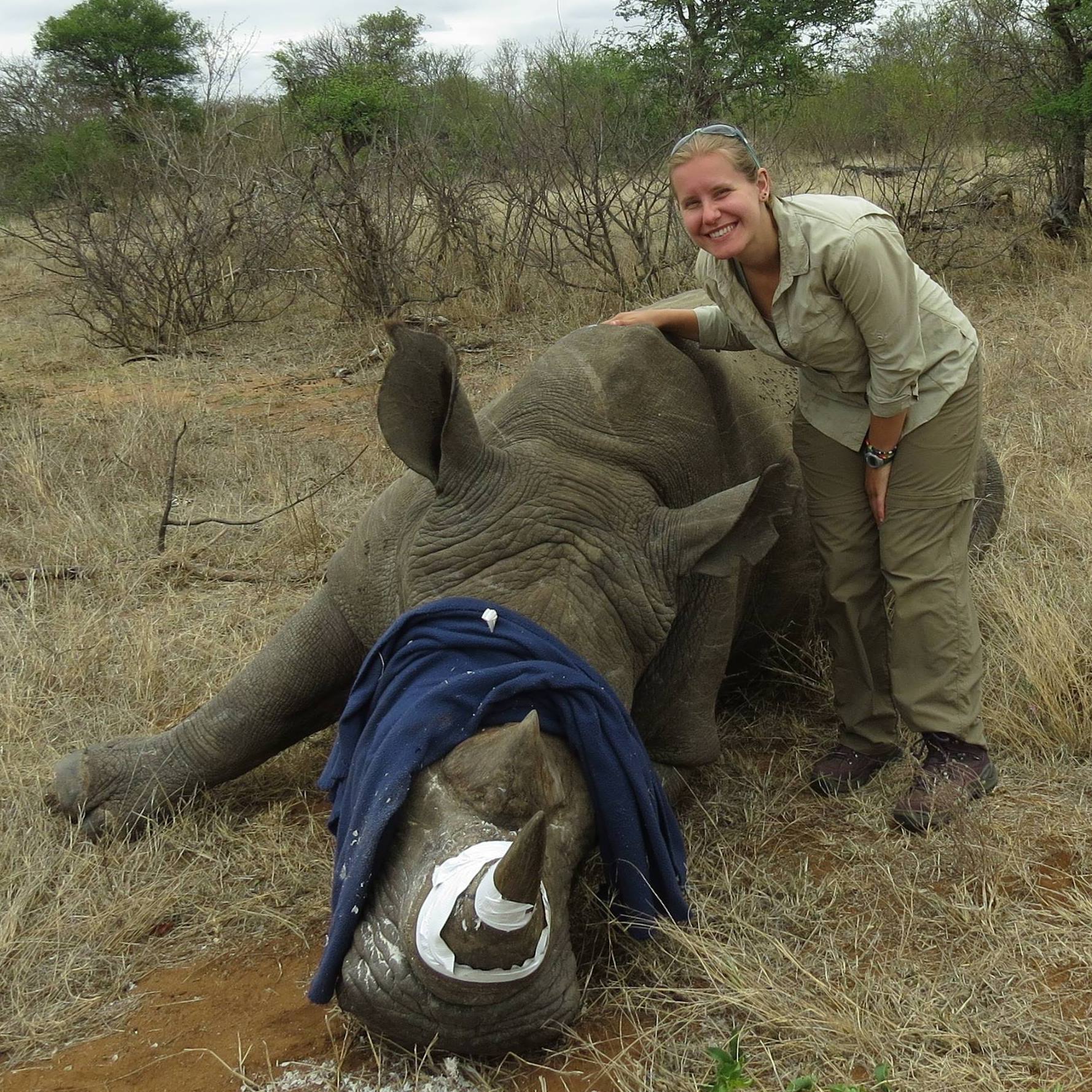 Tagging white rhinos in South Africa for anti-poaching efforts