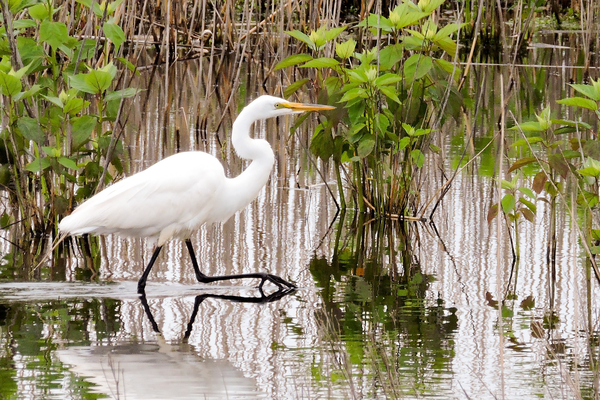 Egret in a Wetland