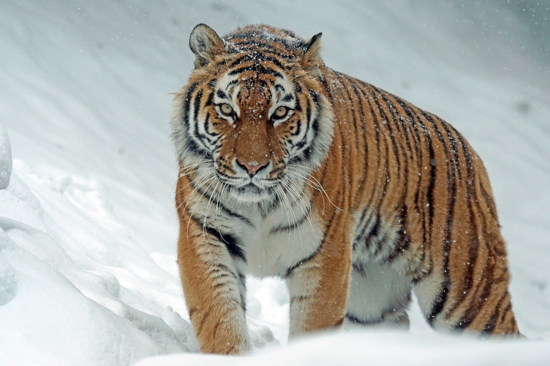 Global map of threatened animals